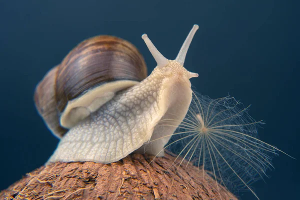 Helix Pomatia Hroznový Šnek Kokosovém Ořechu Tmavém Pozadí Měkkýši Bezobratlí — Stock fotografie