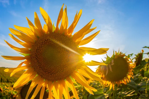 Blooming Sunflowers Sunlight Agronomy Agriculture Botany — Stock Photo, Image