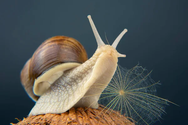 Helix Pomatia Ślimak Winogronowy Kokosie Ciemnym Tle Mięczaki Bezkręgowce Karma — Zdjęcie stockowe