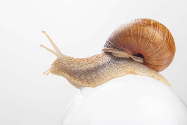 Helix pomatia. grape snail on a white background. mollusc and invertebrate. delicacy meat and gourmet food.