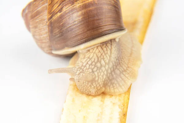 Helix Pomatia Ślimak Banana Mięso Delikatne Żywność Dla Smakoszy — Zdjęcie stockowe