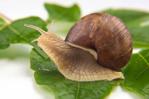 Helix Pomatia Druvsnigel Som Kryper Gröna Blad Blötdjur Och Ryggradslösa — Stockfoto