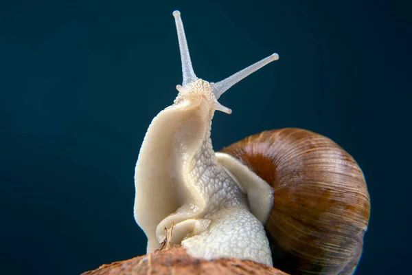 Helix Pomatia Weinbergschnecke Auf Einer Kokosnuss Vor Dunklem Hintergrund Weichtiere — Stockfoto