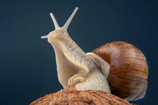 螺旋石榴 黑背景的椰子上有一只葡萄蜗牛 软体动物和无脊椎动物 味精蛋白质肉食 — 图库照片