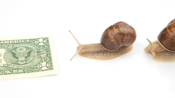snails are moving towards their financial goal. slow and persistent struggle for success. finance and speed in business operation. metaphor and concept of successful business