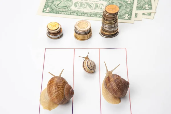 speed to achieve financial well-being. snails run to the finish line with money. breakthrough and perseverance in the business. business relationship competition metaphor