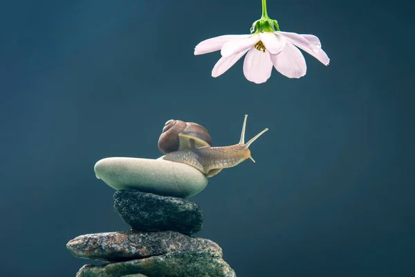 Helix Pomatia Snail Stone Pyramid Stretches Reach White Flower Mollusc — Stock Photo, Image
