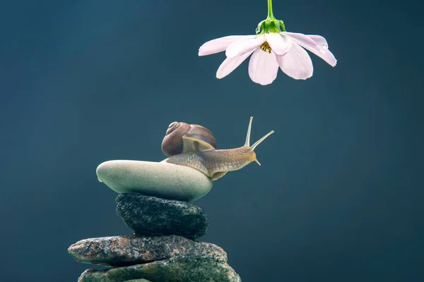 Helix Pomatia Escargot Sur Une Pyramide Pierre Étend Pour Atteindre — Photo