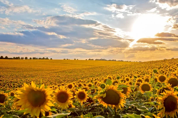 Großes Feld Blühender Sonnenblumen Vor Dem Hintergrund Eines Sonnigen Bewölkten — Stockfoto