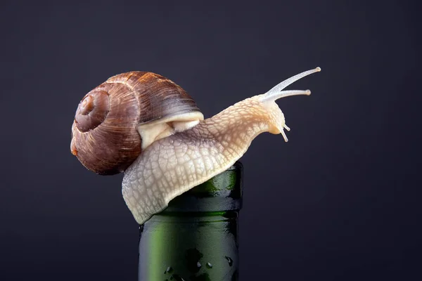 snail, animal, shell, nature, slow, garden, closeup, mollusk, spiral, brown, helix, food, wildlife, macro, slime, mollusc, slimy, pomatia, speed, house, antenna, wild, small, invertebrate, pest, crawl, farm, crawling, sticky, sliding, fauna, slippery