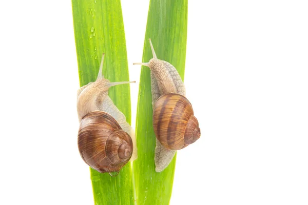 Helix Pomatia Grape Snail Crawling Green Leaves Mollusc Invertebrate Delicacy — Stock Photo, Image