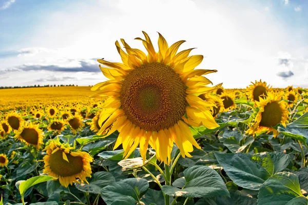 Large Field Blooming Sunflowers Backdrop Sunny Cloudy Sky Agronomy Agriculture — Stock Photo, Image