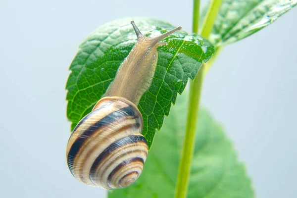 螺旋石榴 葡萄蜗牛爬在绿叶上 软体动物和无脊椎动物 美味的肉和美味的食物 — 图库照片