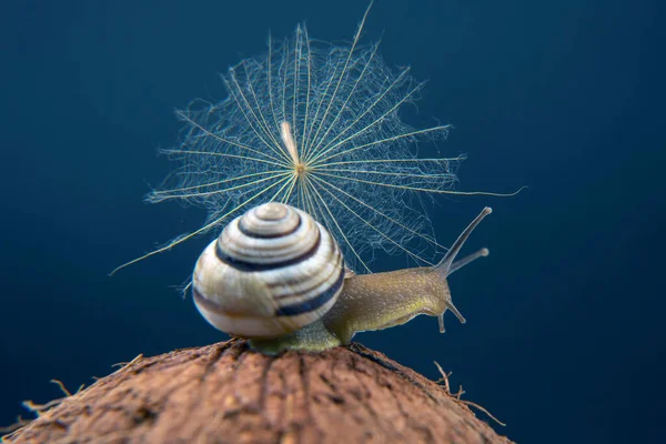 Helix Pomatia Escargot Raisin Sur Une Noix Coco Sur Fond — Photo