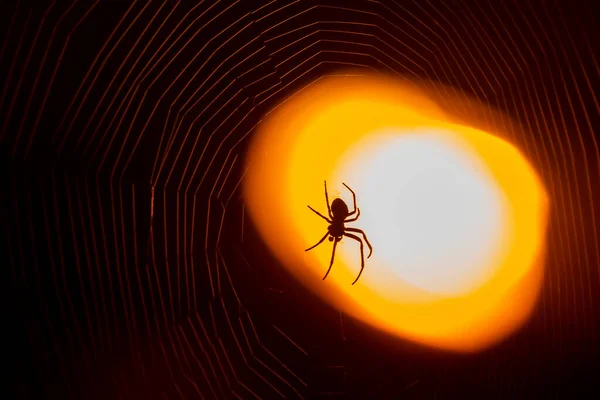 Spinne Sitzt Nachts Licht Einer Laterne Auf Einem Netz — Stockfoto