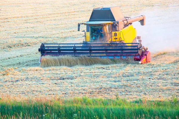 Mietitrice Sta Raccogliendo Grano Nel Campo Preparazione Del Grano Agronomia — Foto Stock