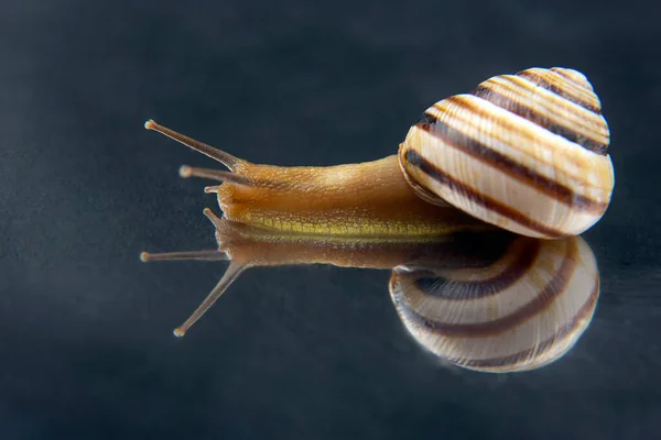 Helix Pomatia Caracol Uva Molusco Invertebrado Delicadeza Carne Comida Gourmet — Fotografia de Stock