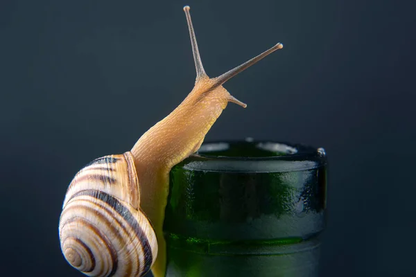 Helix Pomatia 어두운 배경에 술병에 달팽이입니다 연체동물과 무척추동물 맛있는 단백질 — 스톡 사진