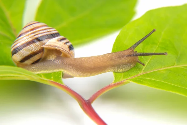 Helix Pomatia Escargot Raisin Rampant Sur Les Feuilles Vertes Mollusques — Photo