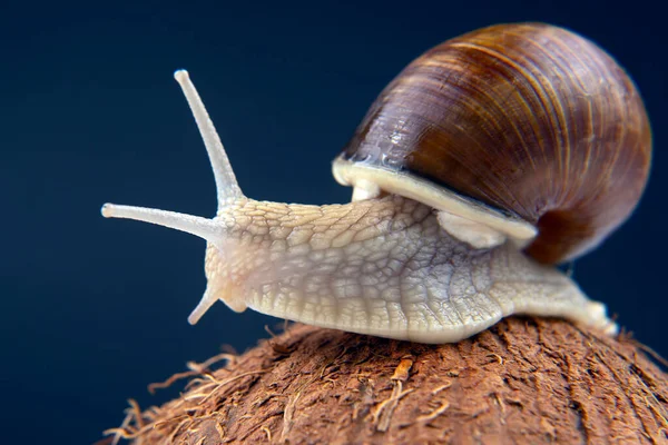 Helix Pomatia Caracol Uva Coco Fundo Escuro Molusco Invertebrado Alimentos — Fotografia de Stock