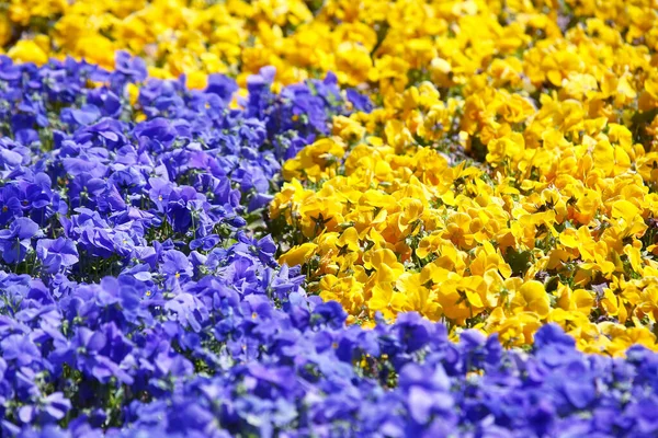 Flowerbed with different flowers pansies. Botany and flowers — Stock Image Flowerbed Different Flowers Pansies Botany Flowers Royalty Free Stock Images