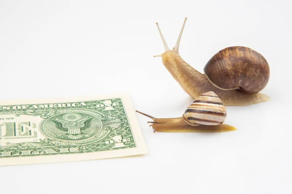 Snails Moving Financial Goal Slow Persistent Struggle Success Finance Speed Royalty Free Stock Photos