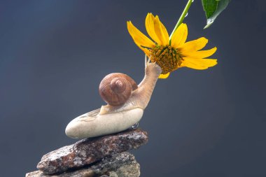 Helix pomatia. Taş piramidin üzerindeki salyangoz sarı bir çiçeğin kokusuna çekilir. Yumuşakça ve omurgasız. Lezzetli et ve gurme yemekleri.