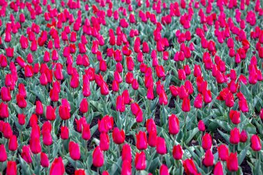 Çiçek açan büyük kırmızı laleler. çiçekler ve botanik