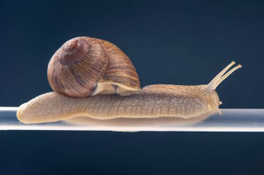 Helix pomatia. Salyangozlar plastik tüpten sarkıyor. Yumuşakça ve omurgasız. Lezzetli et ve gurme yemekleri.. 