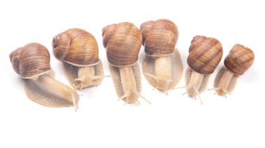 Helix pomatia. Beyaz arka planda üzüm salyangozu. Yumuşakça ve omurgasız. Gurme protein et yemeği. Toplumda bireyin iletişimi