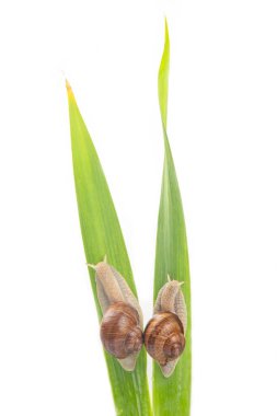 Helix pomatia. Üzüm salyangozu yeşil yapraklarda sürünüyor. Yumuşakça ve omurgasız. Lezzetli et ve gurme yemekleri.