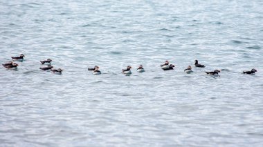 martı kuşları Icelan 'daki Atlantik okyanusunda balık yakalar.