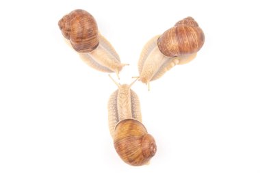 Helix pomatia. Beyaz arka planda üzüm salyangozu. Yumuşakça ve omurgasız. Gurme protein et yemeği. Toplumda bireyin iletişimi