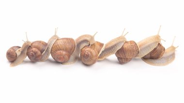 Helix pomatia. Beyaz arka planda üzüm salyangozu. Yumuşakça ve omurgasız. Gurme protein et yemeği. Toplumda bireyin iletişimi