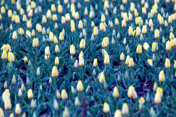 Großes Feld Blühender Gelber Tulpen Blumen Und Botanik — Stockfoto