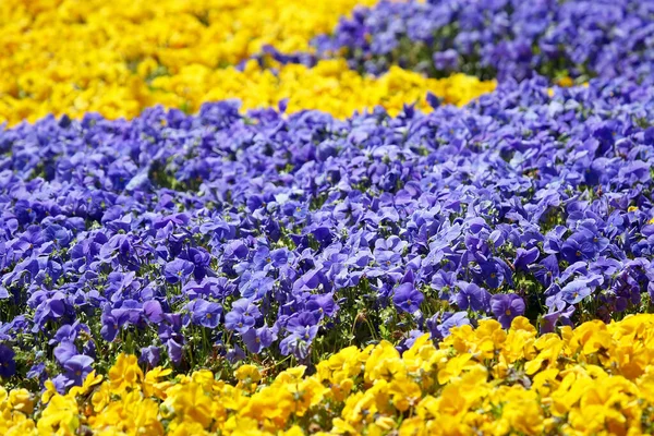 Květinové Záhony Různými Květinami Botanika Květiny — Stock fotografie