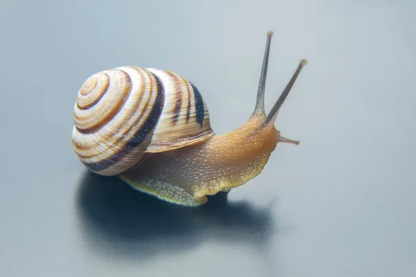 Helix Pomatia Escargot Raisin Mollusques Invertébrés Charcuterie Gastronomie — Photo