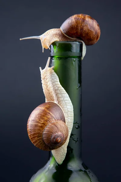 Helix pomatia. grape snail on a bottle on a dark background. mollusc and invertebrate. gourmet protein meat food