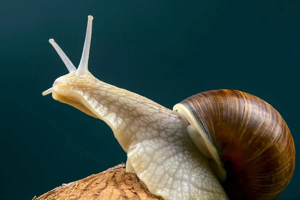 Helix Pomatia 어두운 배경에는 코코넛에 달팽이가 있습니다 연체동물과 무척추동물 맛있는 — 스톡 사진