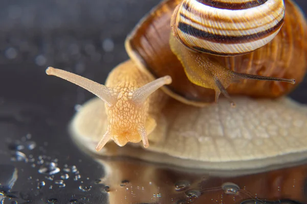 Helix Pomatia Caracol Uva Molusco Invertebrado Delicadeza Carne Comida Gourmet — Fotografia de Stock