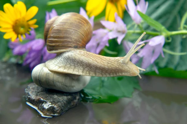 Helix Pomatia Snail Actively Crawling Nature Mollusc Invertebrate Delicacy Meat — Stock Photo, Image