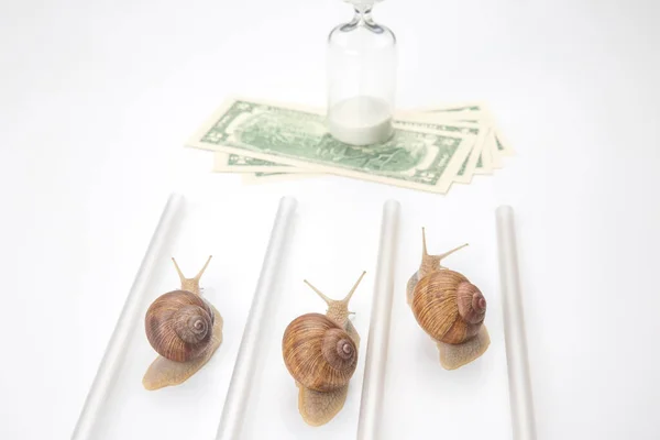 The snails compete first to reach the finish line with money. metaphor for business. time for success. persistence and speed of decision making. speed and financial victory