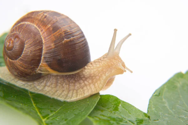 Helix Pomatia Escargot Raisin Rampant Sur Les Feuilles Vertes Mollusques — Photo