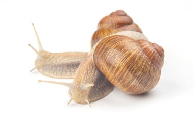 Helix pomatia. Beyaz arka planda üzüm salyangozu. Yumuşakça ve omurgasız. Gurme protein et yemeği. Toplumda bireyin iletişimi