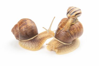 Helix pomatia. Beyaz arka planda üzüm salyangozu. Yumuşakça ve omurgasız. Gurme protein et yemeği. Toplumda bireyin iletişimi