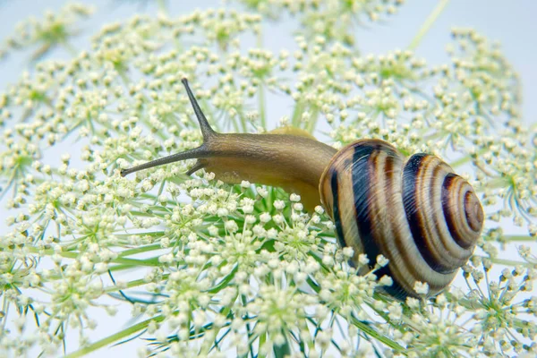 ヘリックス ポマティア 小さなカタツムリが花の上を這う 軟体動物と無脊椎動物です 珍味肉とグルメ — ストック写真