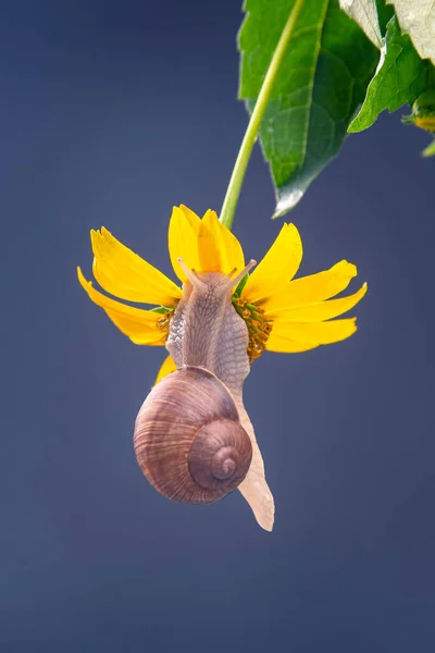 Helix Pomatia Snail Hangs Yellow Flower Eats Petal Mollusc Invertebrate — Stock Photo, Image