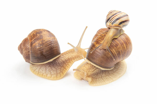 Helix pomatia. grape snail on a white background. mollusc and invertebrate. gourmet protein meat food. communication of the individual in societ