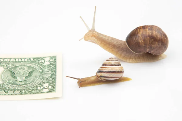 snails are moving towards their financial goal. slow and persistent struggle for success. finance and speed in business operation. metaphor and concept of successful business