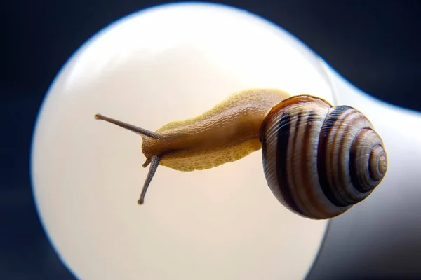 Helix Pomatia Snail Led Lamp Mollusc Invertebrate Delicacy Meat Gourmet — Stock Photo, Image